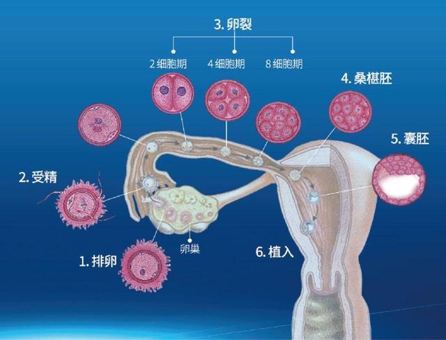 人造卵子研究最新進(jìn)展，突破與倫理挑戰(zhàn)同步前行