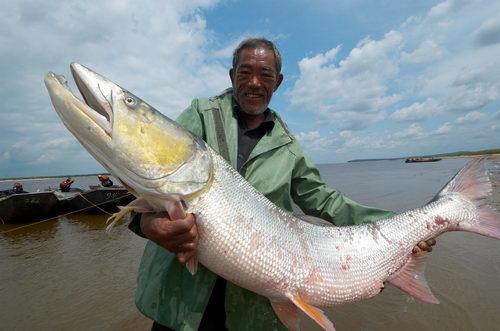 揭秘，探索最新食人魚(yú)神秘生物世界