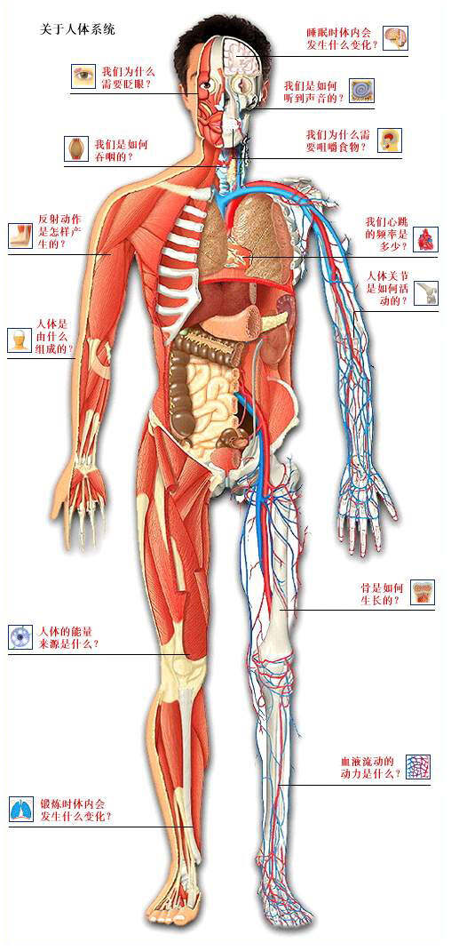 最新人體網，前沿科技平臺揭示人體奧秘